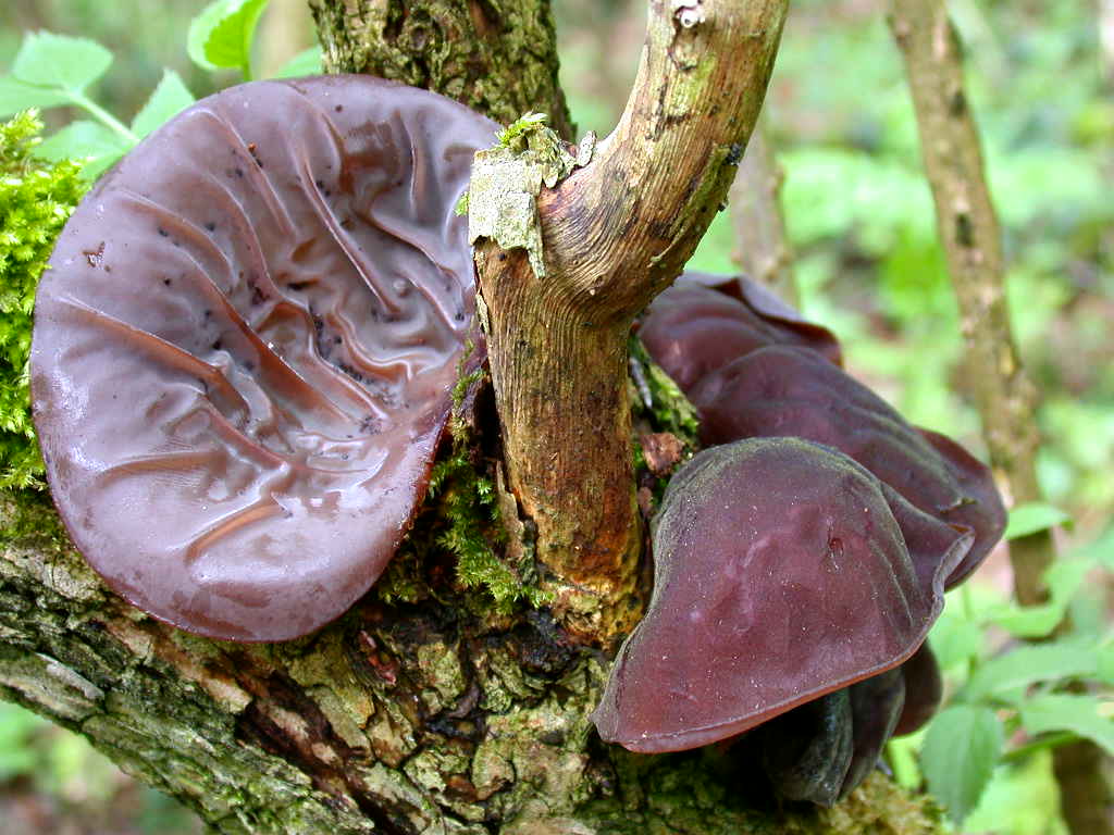 Nel fuoco del inferno... Quiz